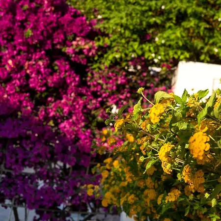 An Excellent Country House In Kefalonia * Lakíthra