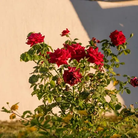בית כפרי An Excellent Country House In Kefalonia